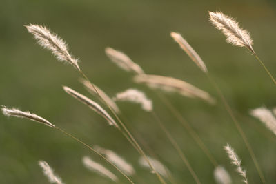 Natural plants background