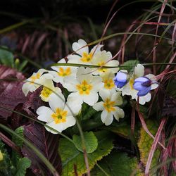 Close-up of flowers blooming outdoors