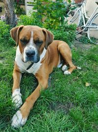 Portrait of dog relaxing on grass