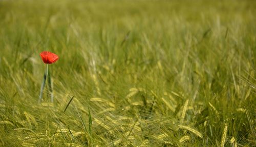 Close-up of red poppy flower on field