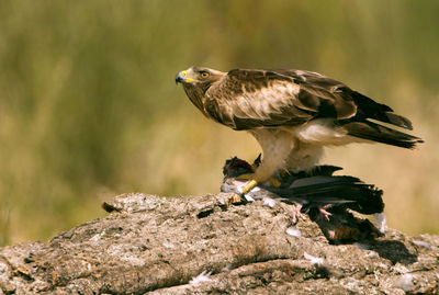 Close-up of bird perching on rock