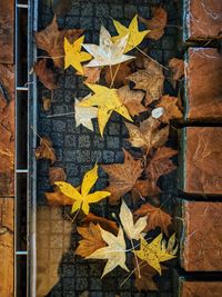 Directly above shot of maple leaves