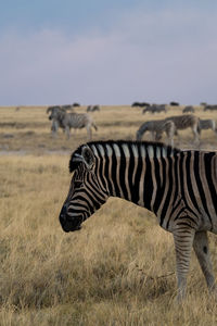 Side view of a zebra on field