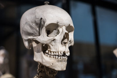 Close-up of human skull