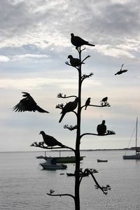 Birds perching on boat in lake against sky