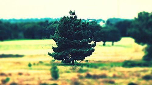 Trees growing on field