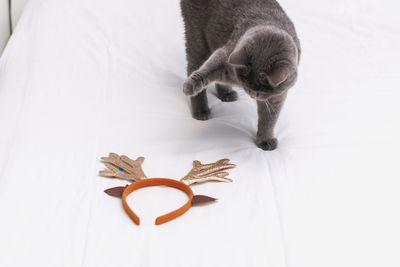 High angle view of a cat against white background