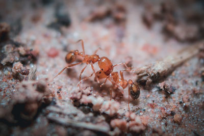 Close-up of ant