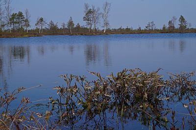 Plants by lake against sky