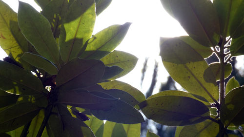 Close-up of succulent plant on sunny day