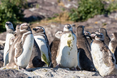 View of an animal on rock
