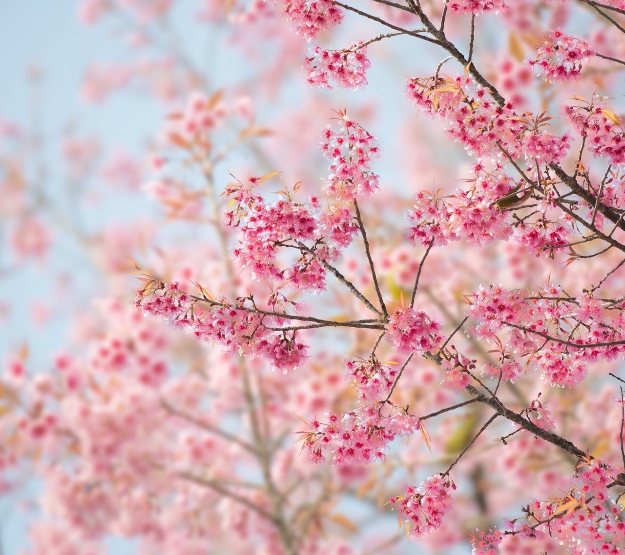 CLOSE-UP OF PINK FLOWERS