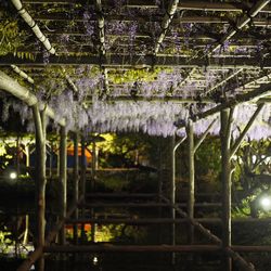 Close-up of bamboo hanging from tree in greenhouse