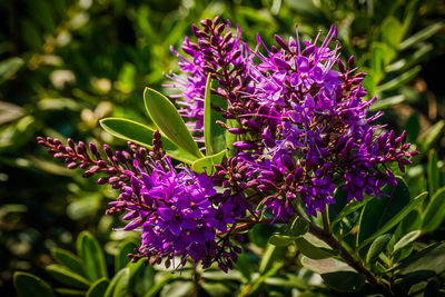 Close-up of purple flowers blooming outdoors