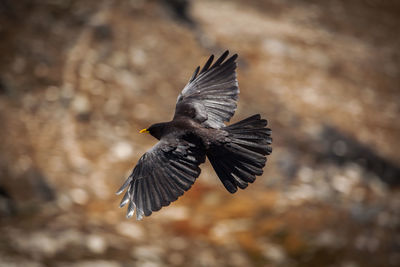 Close-up of blackbird flying