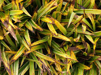 Full frame shot of plants