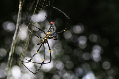 Close-up of spider on web