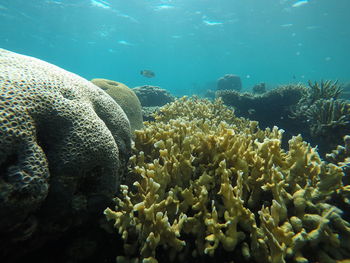 Fish swimming in sea