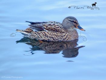 Close-up of duck swimming in lake