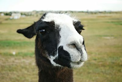 Close-up portrait of cow on field