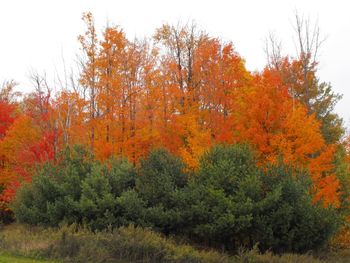 Scenic view of trees during autumn