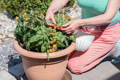 Woman picking ripe cherry tomatoes in a pot on the terrace, seasonal harvesting