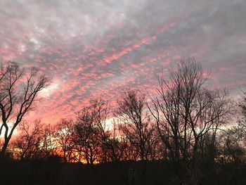 Low angle view of silhouette trees against sky during sunset