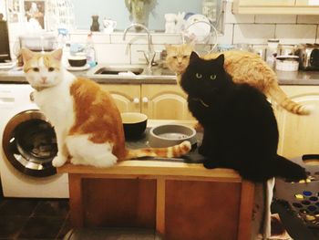 Cats on table at home