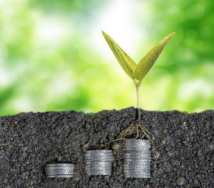 Close-up of coins and plant