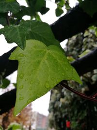 Close-up of water drops on leaf