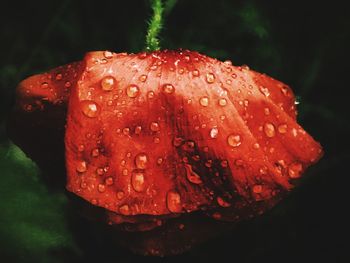 Close-up of water drops on flower