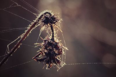 Close-up of spider on web