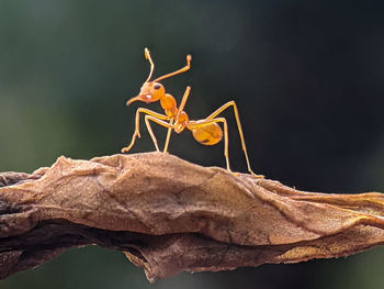 Close-up of insect on dry leaves