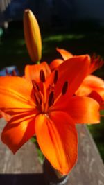 Close-up of orange day lily blooming outdoors