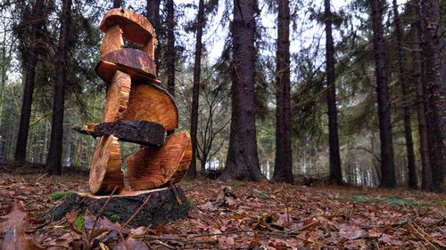 Tree trunk in forest during autumn