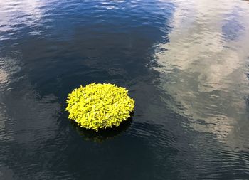 High angle view of yellow flower in water