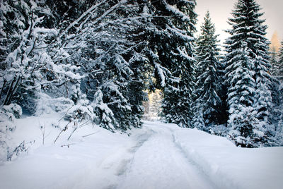 Snow covered road amidst trees during winter