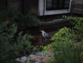 Bird perching on a plant