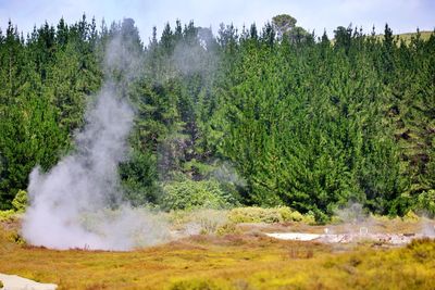 Scenic view of sulfuric springs in forest