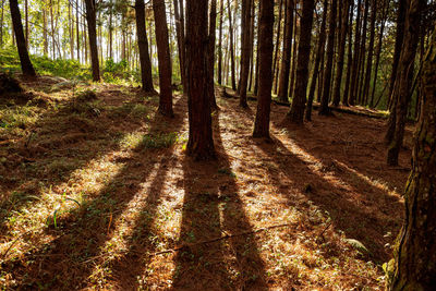 View of trees in forest