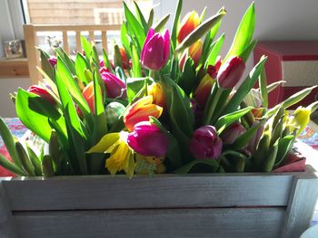 Close-up of potted plant