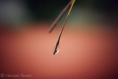 Close-up of water drop on twig