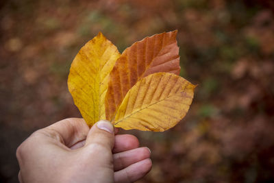 Cropped hand holding autumn leaves 