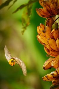 Beautiful bird orange-bellied flowerpecker next to a yellow green banana