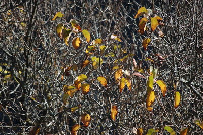 Close-up of leaves