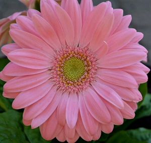 Close-up of pink flower