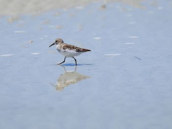 View of bird on beach
