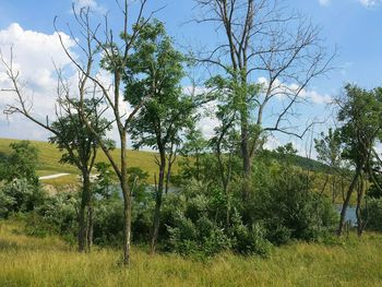 Trees growing on field