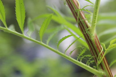 Close-up of fresh green plant