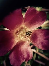 Close-up of insect on red flowering plant